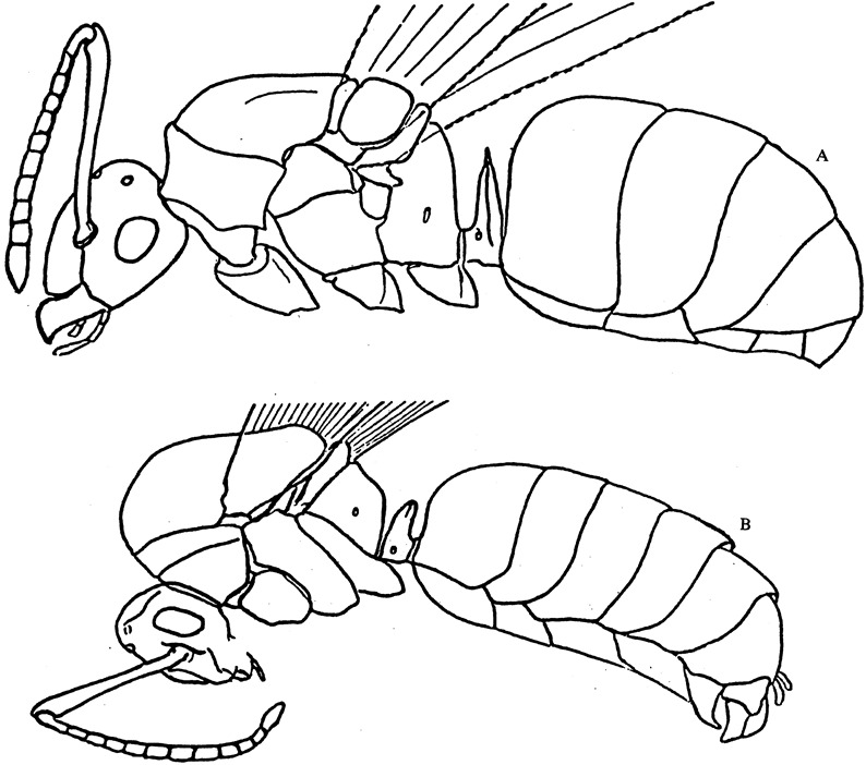 ZDSKSH Fourmiliere Enfant, Permet d'étudier Le comportement des Fourmis et  la Structure Sociale de l'écosystème dans Le Labyrinthe 3D de Gel  translucide, (Bleu) : : Jeux et Jouets